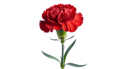 Single vibrant red carnation flower against a stark black background