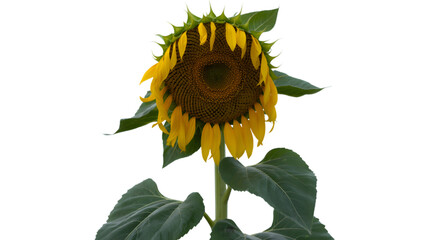 Single sunflower bloom against a dark background