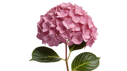 Delicate pink hydrangea bloom with green leaves on a dark background