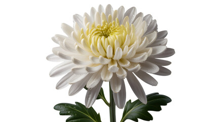 Delicate white chrysanthemum bloom with yellow center on black background