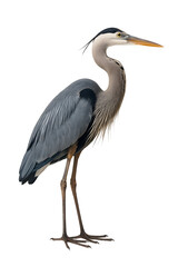 Obraz premium great blue heron ardea cinerea