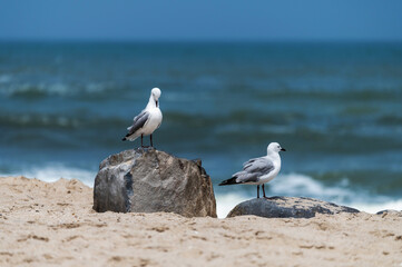 Mouettes de Hartlaub au bord de l'océan atlantique