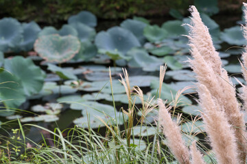 パンパスグラスと蓮池