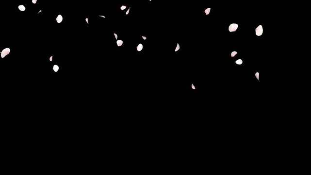 Pink petals slowly fall, alpha channel. Pink and white cherry blossom petals. Dreamy and beautiful, Use for advertising or wedding videos, stage atmosphere, and visual effects, dance background.