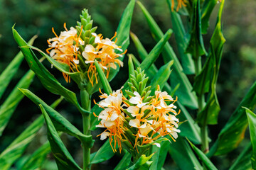 Hardy ginger lily flowers blooming beautifully in the garden.
