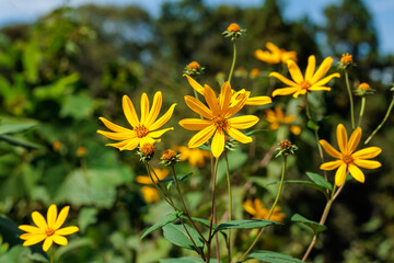Close-up of beautiful blooming helianthus flowers in a summer garden.