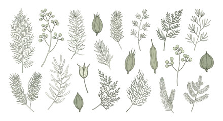 Vector art of assortment of delicate botanical illustrations featuring various plants, leaves, and seed pods, , for natural or herbal themes