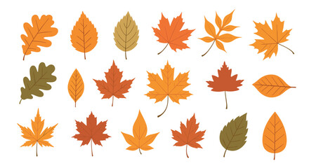 Fototapeta premium Autumn Leaves Collection: A Vibrant Display of Fall Foliage.