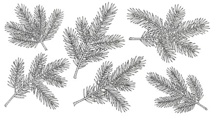 Vector art of set of handdrawn fir tree branches