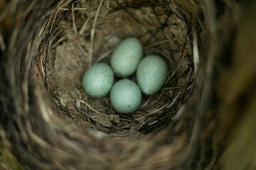 Blackbird eggs in the nest. The offspring of a forest bird. A nest of small branches.