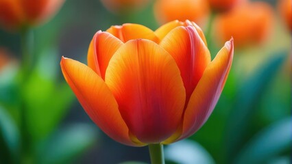 Fototapeta premium Close-up of a vibrant orange tulip in profile