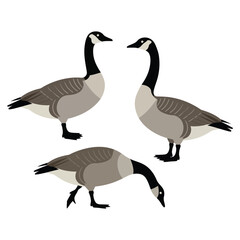 two canada geese