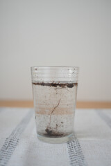 Glass of water with dirt and roots on a table surface