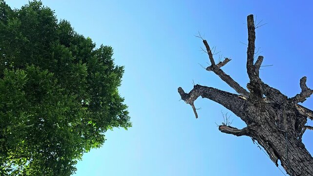 Healthy Green Tree Standing Beside a Dry, Dead, Skeletal Trunk Against a Bright Clear Blue Sky, Symbolizing Life and Decay.