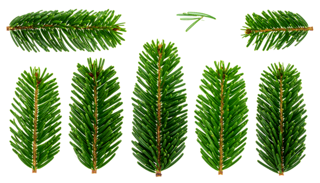 Green fir tree branches and needles arranged in a pattern, top and bottom views, on clean white background