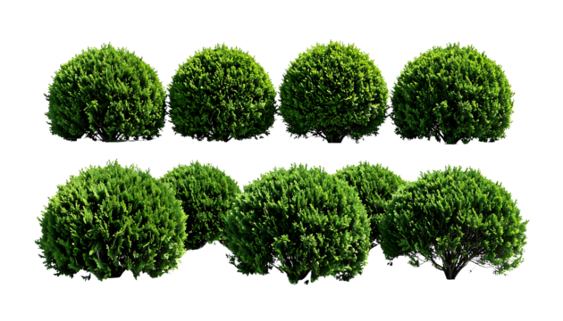 Eight green round bushes arranged in two rows, four on top and four below, on transparent background