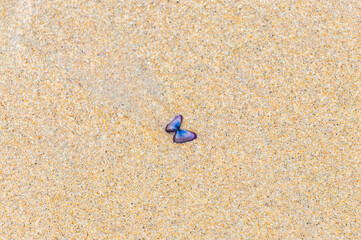 Thailand beach sand with colorful mussels shells and water texture.