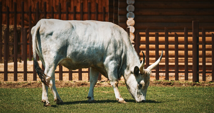 Hungarian Grey Steppe - Magyar Szurke. Podolic cattle characterised by long lyre-shaped horns and a pale grey coat. Hungarian Grey cow in livestock farm