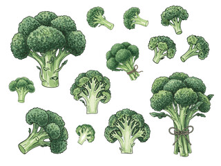 Watercolor illustration of fresh broccoli in different forms — whole heads, florets, and slices. Hand-painted green vegetable clipart isolated on white background. Perfect for food design,healthy life