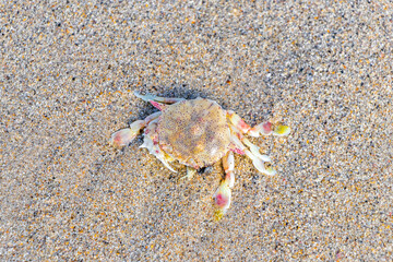 Stranded dead crab is eaten by flies on beach Thailand.