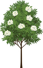 Fototapeta premium Flowering tree illustration with green leaves, white blossoms, yellow centers, botanical artwork, decorative nature design, seasonal garden plant element