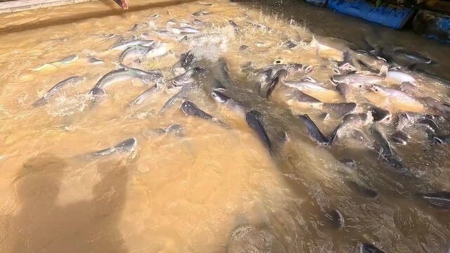 Feeding pangasius fish (Vietnamese Catfish) in a floating fish farm on the brown water river in the Mekong Delta, Vietnam, showing active fish splashing near wooden docks.