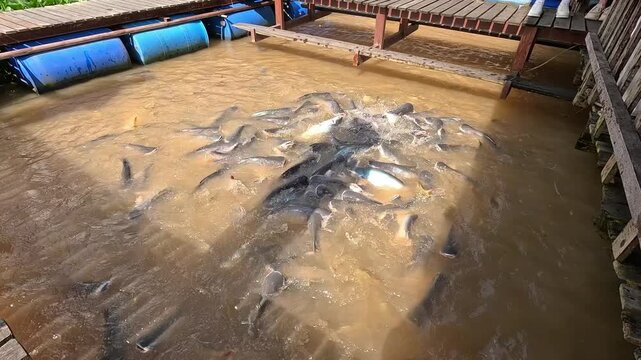 Feeding pangasius fish (Vietnamese Catfish) in a floating fish farm on the brown water river in the Mekong Delta, Vietnam, showing active fish splashing near wooden docks.