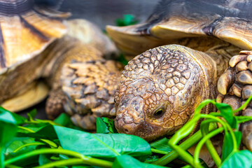 Large tortoise land turtle eat greens in Patong Phuket Thailand.