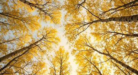 A ground perspective showcases golden leaves on birch trees reaching towards the sky.