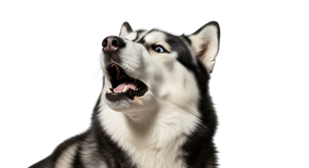 Angry siberian husky with mouth open isolated on transparent background