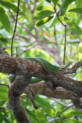 Green Snake Resting On Tree Branch In Lush Jungle — Closeup Wildlife Photograph