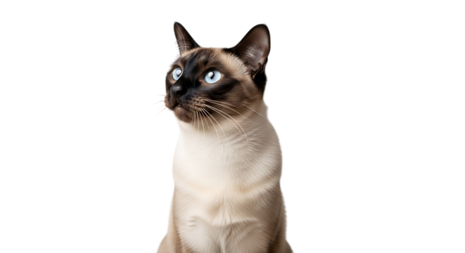 Siamese cat with blue eyes isolated on transparent background looking to the side