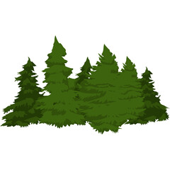 Pine Trees in the Forest