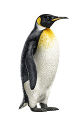 Fototapeta premium Majestic emperor penguin portrait, striking wildlife imagery perfect for conservation campaigns and educational materials, highlighting nature's beauty and biodiversity