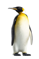 Majestic emperor penguin standing tall, a symbol of resilience and natural beauty, perfect for wildlife documentaries or conservation campaigns