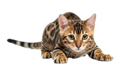 Bengal cat in a crouch position isolated on transparent background
