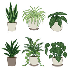 Various Indoor Potted Plants Illustration.