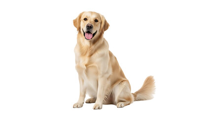 Golden retriever dog sitting isolated on transparent background looking at camera