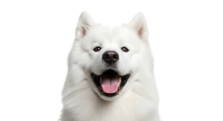 Closeup of a happy samoyed dog isolated on transparent background, smiling at camera