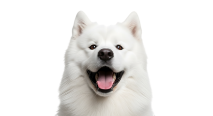 Closeup of a happy samoyed dog isolated on transparent background, smiling at camera