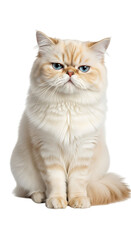 Fototapeta premium Cute fluffy persian cat isolated on transparent background is sitting upright