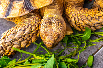 Large tortoise land turtle eat greens in Patong Phuket Thailand.
