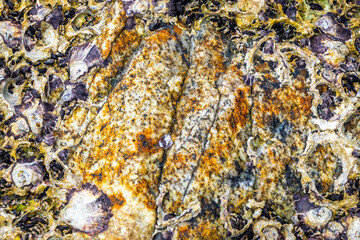Mussels shells on stone rock on beach texture pattern Thailand.