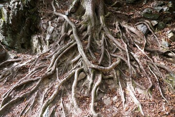Close-up view of a dense network of surface roots anchoring the base of a tree against erosion near Hickory Run State Park, Albrightsville, Pennsylvania, U.S