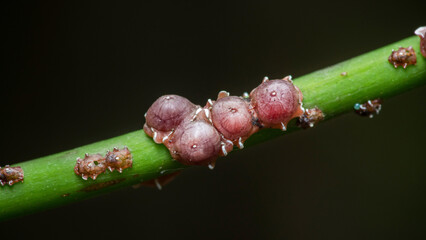 Scale insects infesting a plant stem, pest macro