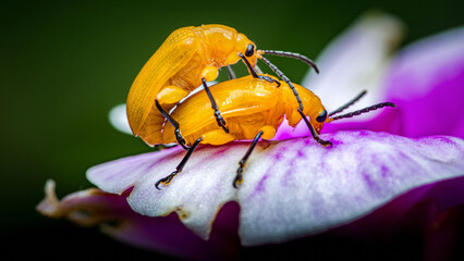 Yellow beetles mating on purple orchid petal