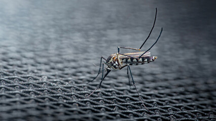 Aedes aegypti mosquito resting, transmitting dengue fever