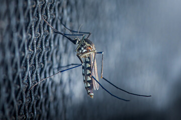 Aedes aegypti mosquito resting on a window screen