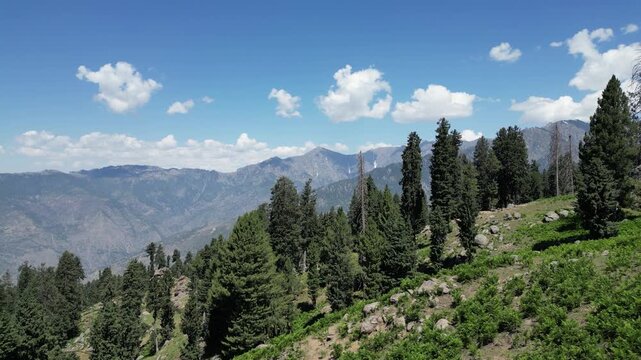 Pine Trees On The Hills Of Mountain In Sangar Valley On A Sunny Day In Kunar, Afghanistan. - aerial shot