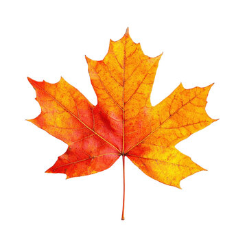 A single maple leaf with vibrant autumn colors against a white background.